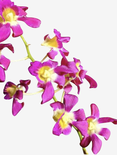 Ramos da orquídea Dendrobium Burana Sunshine, com flores roxas e detalhes amarelos.