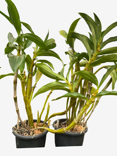Orquídea Dendrobium Thyrsiflorum x Farmeri - Adulta e Aptas à Floração - Porte Grande na internet