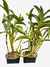 Orquídea Dendrobium Thyrsiflorum x Farmeri - Adulta e Aptas à Floração - Porte Grande na internet