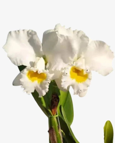 Orquídea Blc Eloise Elena – Adulta e Apta à Floração, Plantada no Vaso - comprar online