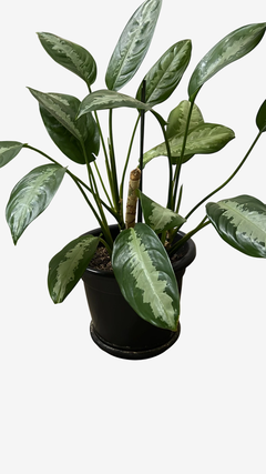 Planta Aglaonema Pataya - Planta de Porte Grande com Brotos no Torrão na internet