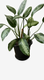 Planta Aglaonema Pataya - Planta de Porte Grande com Brotos no Torrão na internet