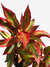 Planta Aglaonema Creta - Beleza Tropical para sua Decoração - comprar online