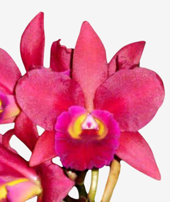 Lc. Suzuki's Red Star - Vaso 17, Porte Grande, Adulta e Apta à Floração na internet