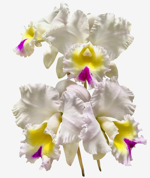 Orquídea Lc. Mildred Rives × Lc. Drumbeat × C. Virgínia Ruiz × Bc. Pastoral – Adulta e Apta à Floração (416), Flor Grande e Perfumada - comprar online
