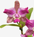 Orquídea Cattleya Penny Kuroda "Spots" com flores rosa e manchas roxas, em vaso.