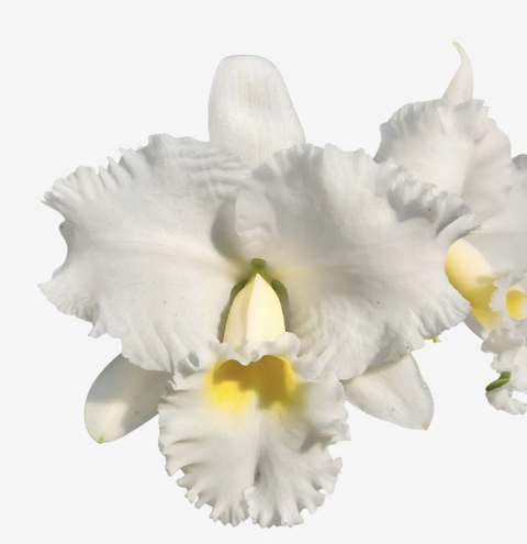 Flores brancas da orquídea Cattleya Blc. Irma Dulce, com detalhes em amarelo, destacando suas pétalas rizadas e textura delicada.
