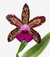Flor da orquídea Cattleya Nobiles, com pétalas manchadas em tons de amarelo e roxo, destacando detalhes exuberantes.
