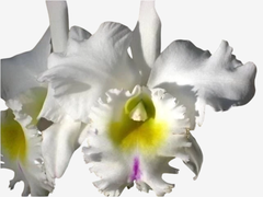 Orquídea Blc. Pastoral Innocence - Cattleya em Vaso Nº 20 - comprar online
