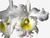 Orquídea Blc. Pastoral Innocence - Cattleya em Vaso Nº 20 - comprar online