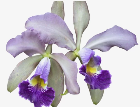 Orquídea Cattleya whitei coerulea – Adulta e Apta à Floração, Flor Azul-Lavanda Elegante - comprar online