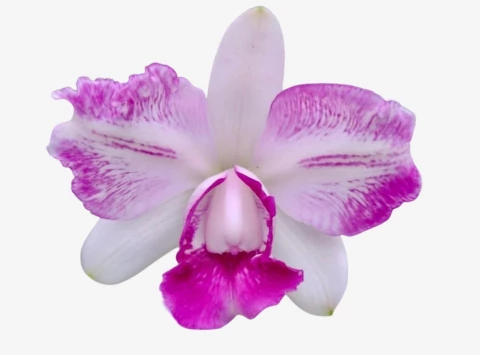 Flor Orquídea Cattleya Intermedia Flamea – Botões de flores 21.08.25 - comprar online