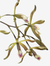 Encyclia cyperifolia na internet