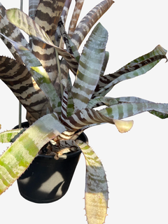 Bromélia Vrisea fosteriana - Beleza Tropical Para Seu Lar! - comprar online