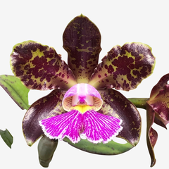 Orquídea Cattleya schilleriana adulta com flores exóticas em tons de roxo e amarelo, plantada em vaso.