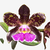 Orquídea Cattleya schilleriana adulta com flores exóticas em tons de roxo e amarelo, plantada em vaso.