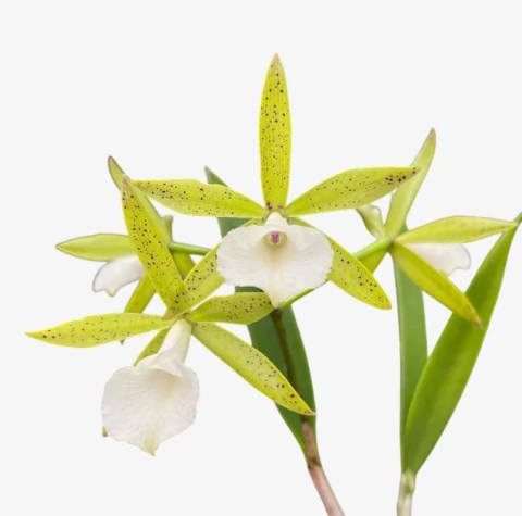 Orquídea Brassocattleya Ploenpit Star – Adulta e Apta à Floração, Flor Estrelada com Perfume Delicado