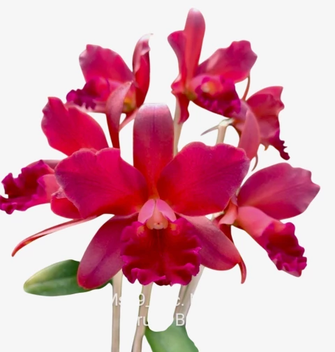 Orquídea Blc. Nobiles Bruno Bruno – Flor Rara, Adulta e Apta à Floração - comprar online