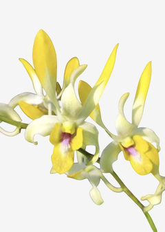 Flores de Dendrobium Antelope amarelo com lábios vermelhos, destacando-se pela sua beleza exótica.