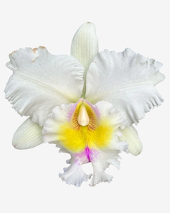 Orquídea cattleya Blc. Pastoral Innocence, uma Cattleya com pétalas brancas e centro amarelo e roxo.