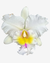 Orquídea cattleya Blc. Pastoral Innocence, uma Cattleya com pétalas brancas e centro amarelo e roxo.
