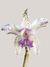 Orquídea Cattleya interglossa coeruela - Orquideomania