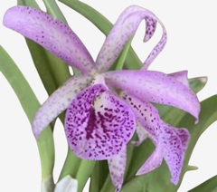 Orquidea Bc. Maikai Mayumi