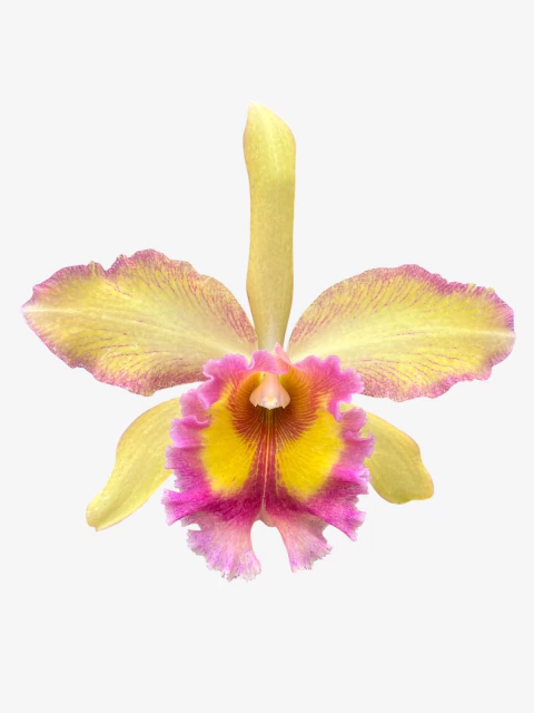Orquídea Blc Toshie Aoki x Rhyncholaelia digbyana - Adulta