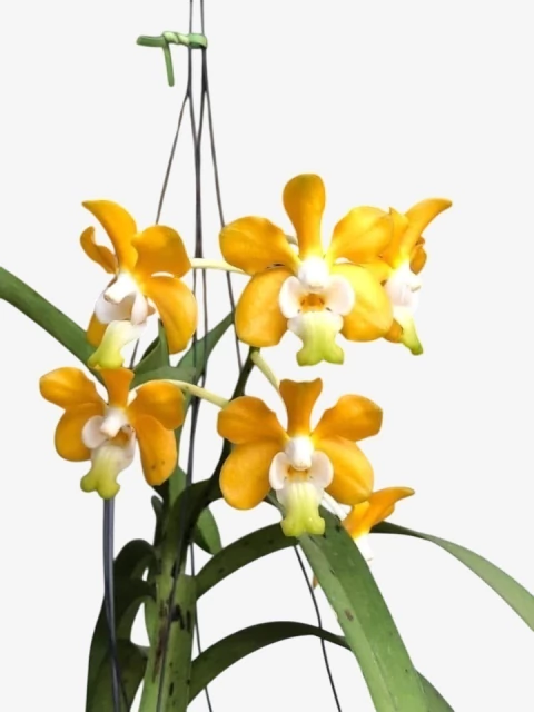 Orquídea Vanda Denisoniana – Espécie Adulta e Apta à Floração, Flor Perfumada de Noite - comprar online