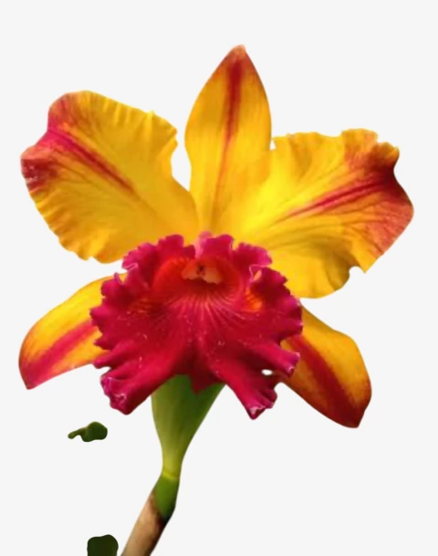 Orquídea Blc Toshie Aoki – adulta e apta à floração | Flor amarela vibrante