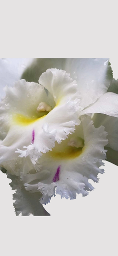 Orquídea Blc. Pastoral Innocence - Cattleya em Vaso Nº 20 - Orquideomania