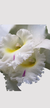 Orquídea Blc. Pastoral Innocence - Cattleya em Vaso Nº 20 - Orquideomania