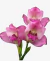 Orquídea Bifrenaria tyrianthina - Mudinha - comprar online