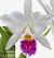 Flor da orquídea Cattleya Labiata com pétalas brancas e detalhe roxo na parte central.