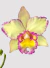 Orquídea Blc. Toshie Aoki Carmela x Erin Kobayashi Lahaina Gold – Adulto e Apta à Floração | Compre agora - comprar online