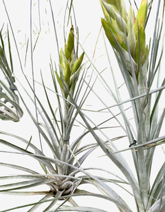 Tilandsia Marceloi (Importada) – Beleza Exótica Plantada no Vaso - comprar online