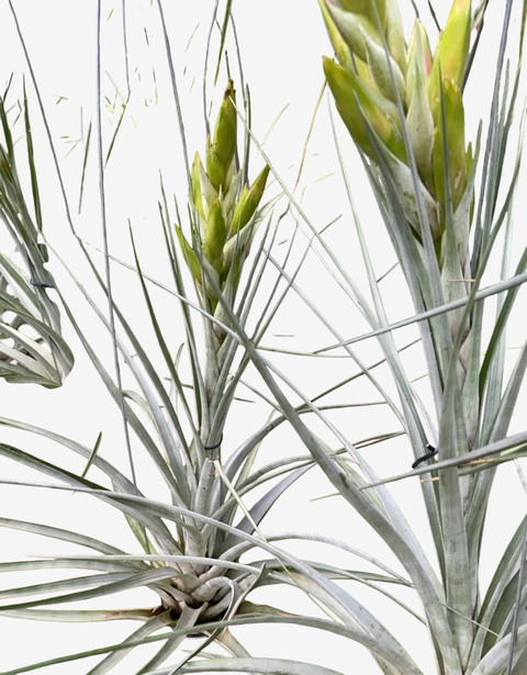 Tilandsia Marceloi (Importada) - comprar online