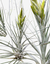 Tilandsia Marceloi (Importada) – Beleza Exótica Plantada no Vaso - comprar online