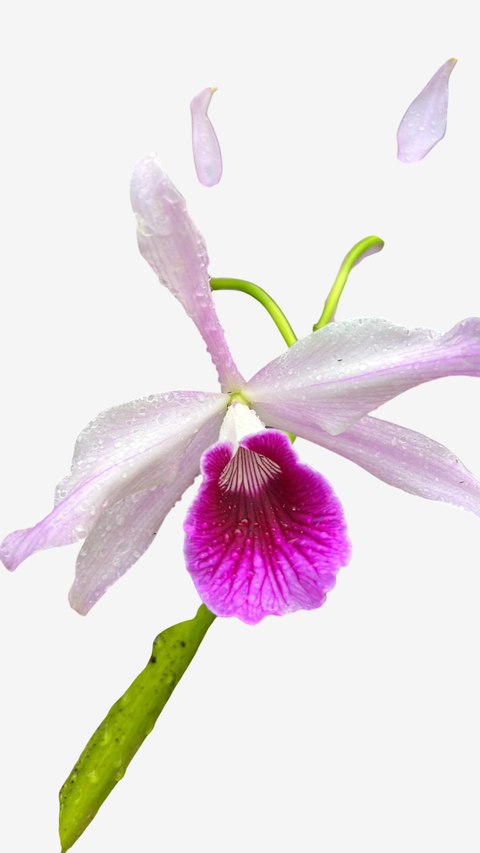 Orquídea Laelia pacavia – com Flor em 05/12/2025, Flor Grande com Labelo Marcante - comprar online