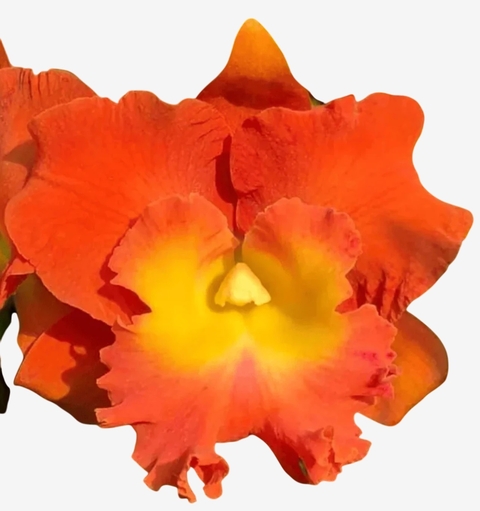 Orquídea Rlc. Star of Siam 'Pumpkin' Adulta Importada – Apta para Floração