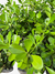Clusea - Planta de Sol Pleno Enviada no Vaso, Ideal para Seu Jardim! - comprar online