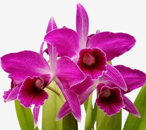 Orquídea Laelia purpurata Sanguínea – Adulta com Espata em Formação (28/10/2025), Flor Grande e Labelo Vinho Intenso