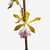 Orquídea Encyclia Profusa com flores amarelas e brancas, destacando detalhes em roxo.