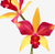 Orquídea Cattleya Lc. Chocotone Ouro com flores amarelas e vermelhas vibrantes.