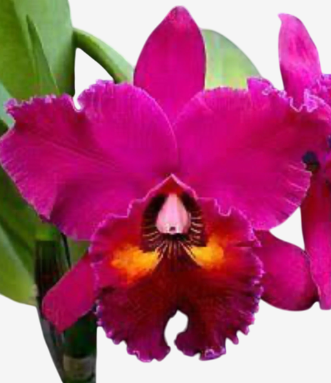Orquídea Cattleya Blc Edisto 'New Berry' com flores grandes e vibrantes em tons de rosa e amarelo.