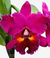 Orquídea Cattleya Blc Edisto 'New Berry' com flores grandes e vibrantes em tons de rosa e amarelo.