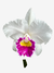 Orquídea Cattleya Lc. Melody Fair "Mishima", flor branca com detalhes em roxo e amarelo, pronta para replantio.