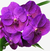 Flores de orquídea Vanda Somsri Pink em tons de roxo, mostrando pétalas brilhantes e detalhes texturizados.