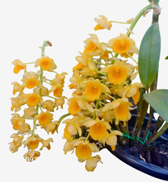 Flores amarelas da orquídea Dendrobium Densiflorum em vaso, mostrando suas pétalas e folhas verdes.