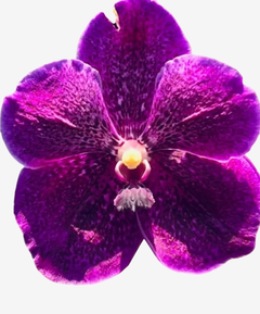 Orquídea Vanda Somsri Pink x Dr. Anek x Kasem's Delight no. 252 - Importada da Ásia, Adulta e Apta à Floração na internet